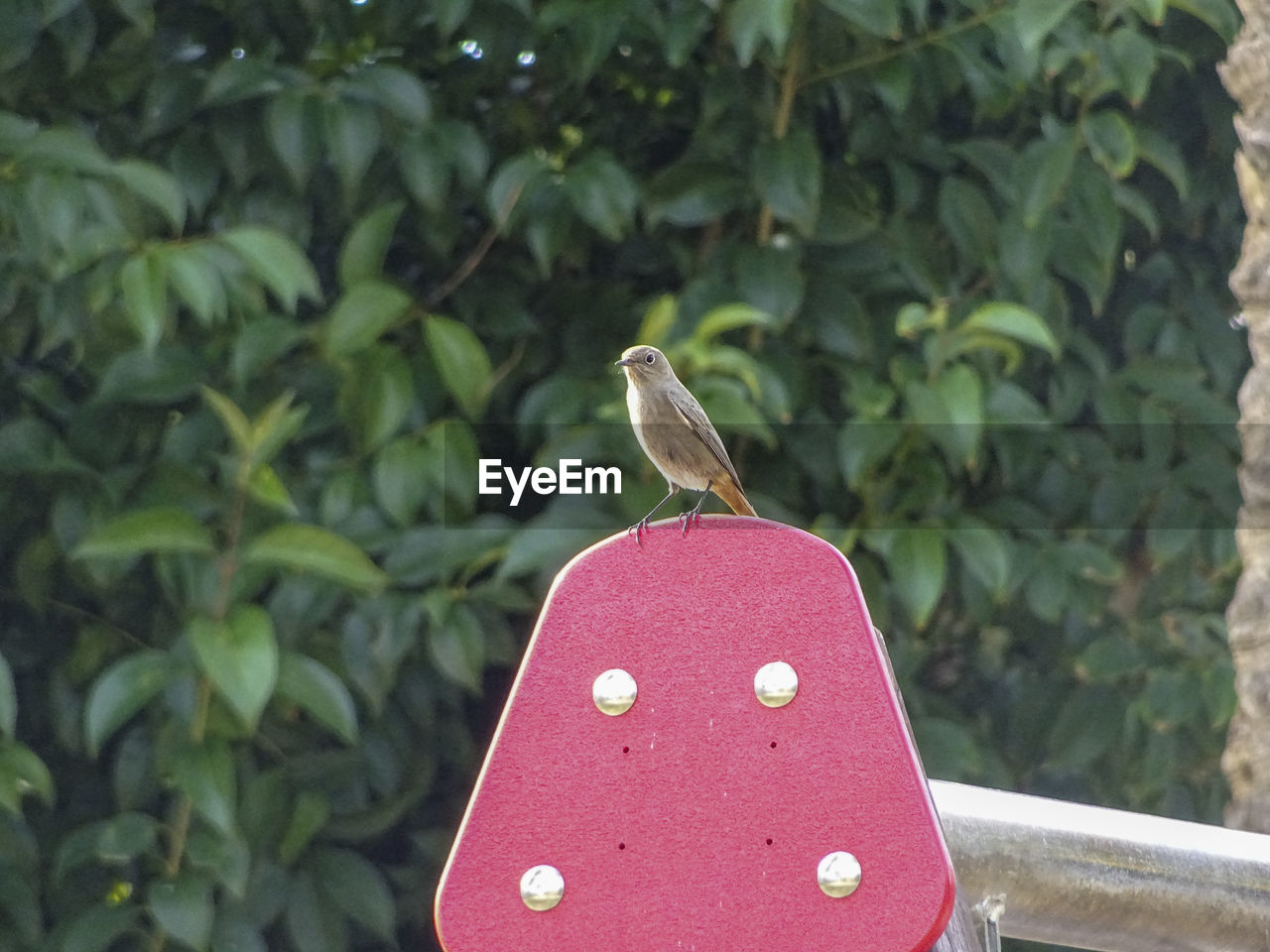 CLOSE-UP OF A BIRD