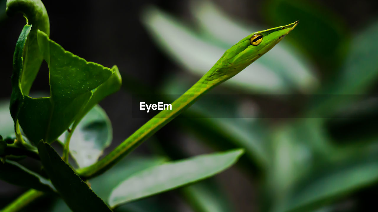 CLOSE-UP OF GREEN LIZARD