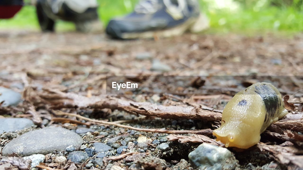 Surface level of banana slug on ground