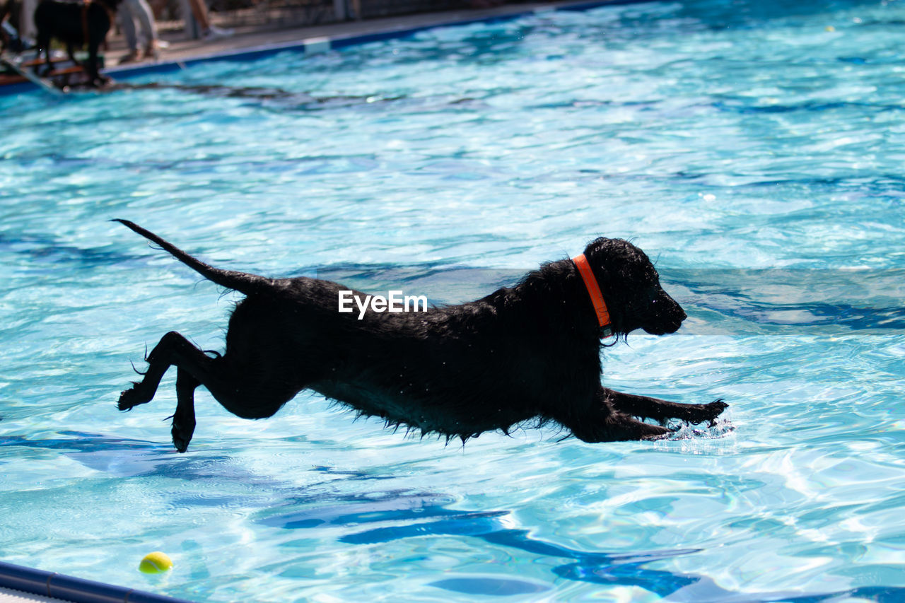 animal themes, animal, one animal, dog, swimming, water, mammal, canine, pet, domestic animals, swimming pool, labrador retriever, nature, motion, day, black, no people, sea, outdoors