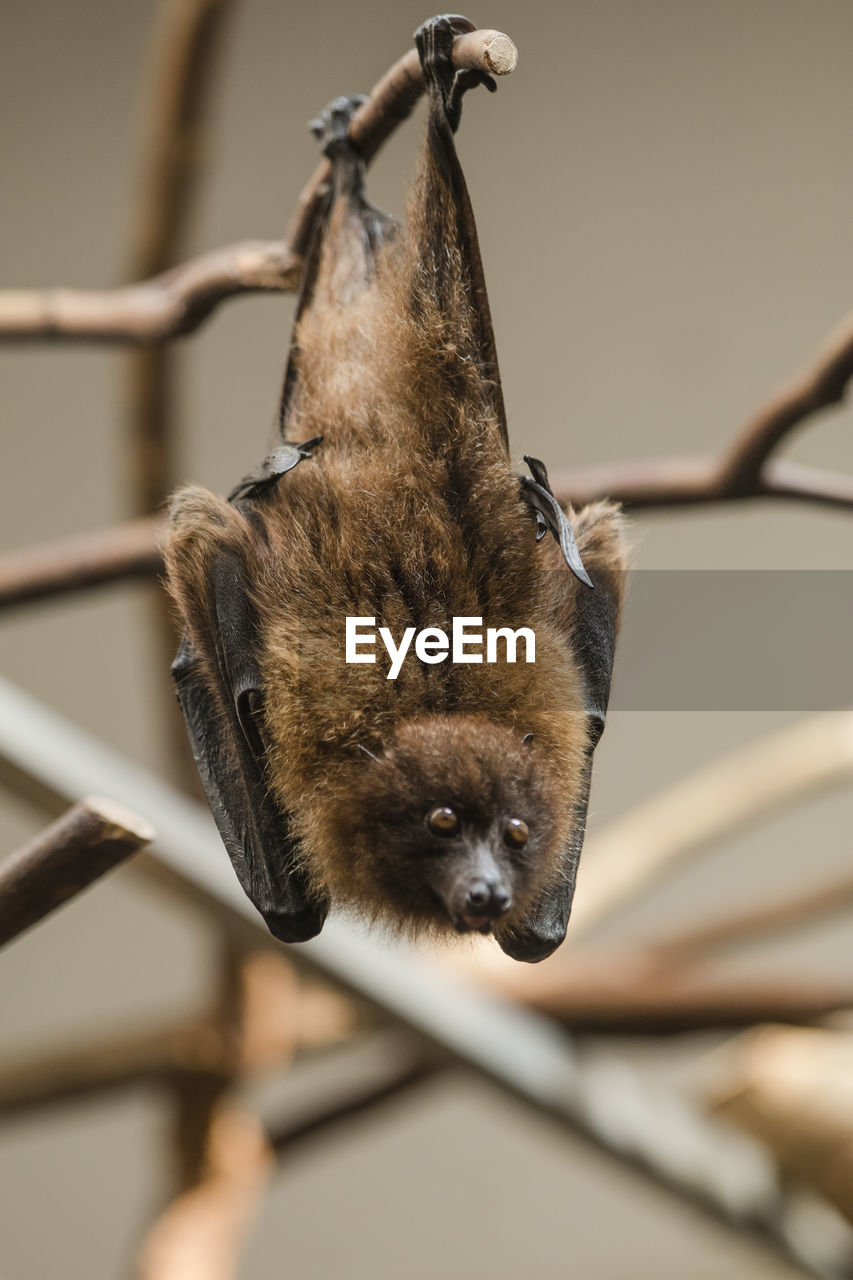 Close-up of bat hanging from branch