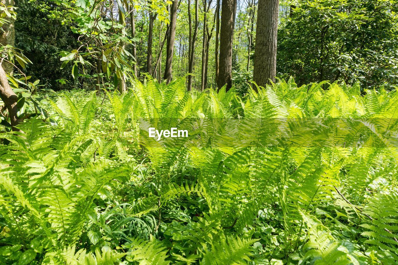 Ferns growing on field in forest
