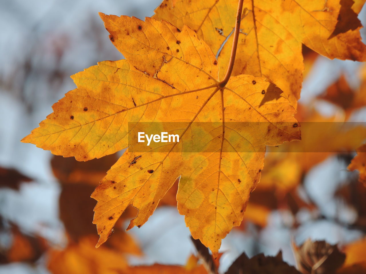 leaf, autumn, plant part, tree, nature, plant, maple leaf, beauty in nature, yellow, orange color, leaf vein, maple tree, close-up, land, outdoors, no people, environment, maple, day, scenics - nature, autumn collection, dry, focus on foreground, tranquility, red, branch, sky, landscape, vibrant color, pattern, backgrounds, selective focus, multi colored, brown, sunlight, natural condition, forest, idyllic