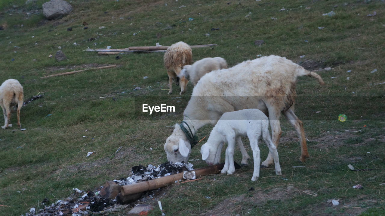 Sheep in a field