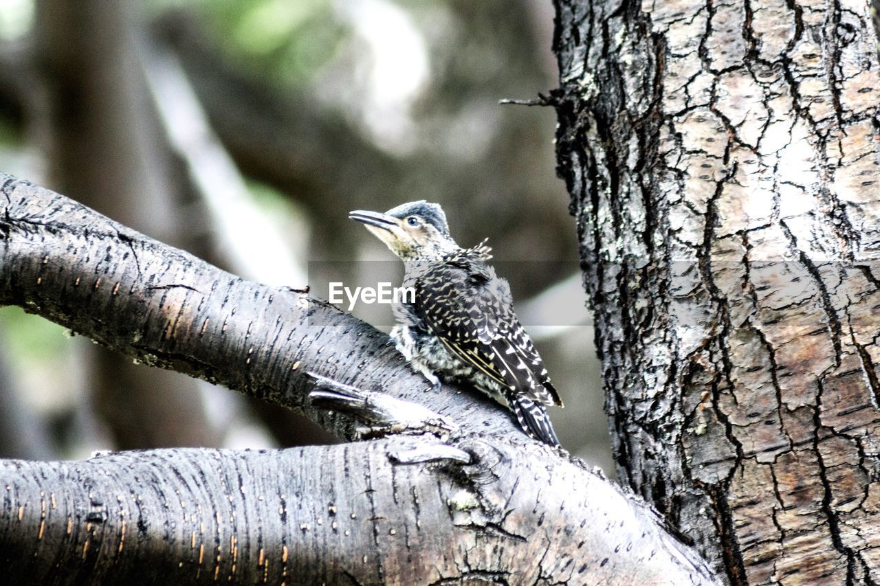 CLOSE-UP OF A BIRD PERCHING ON TREE