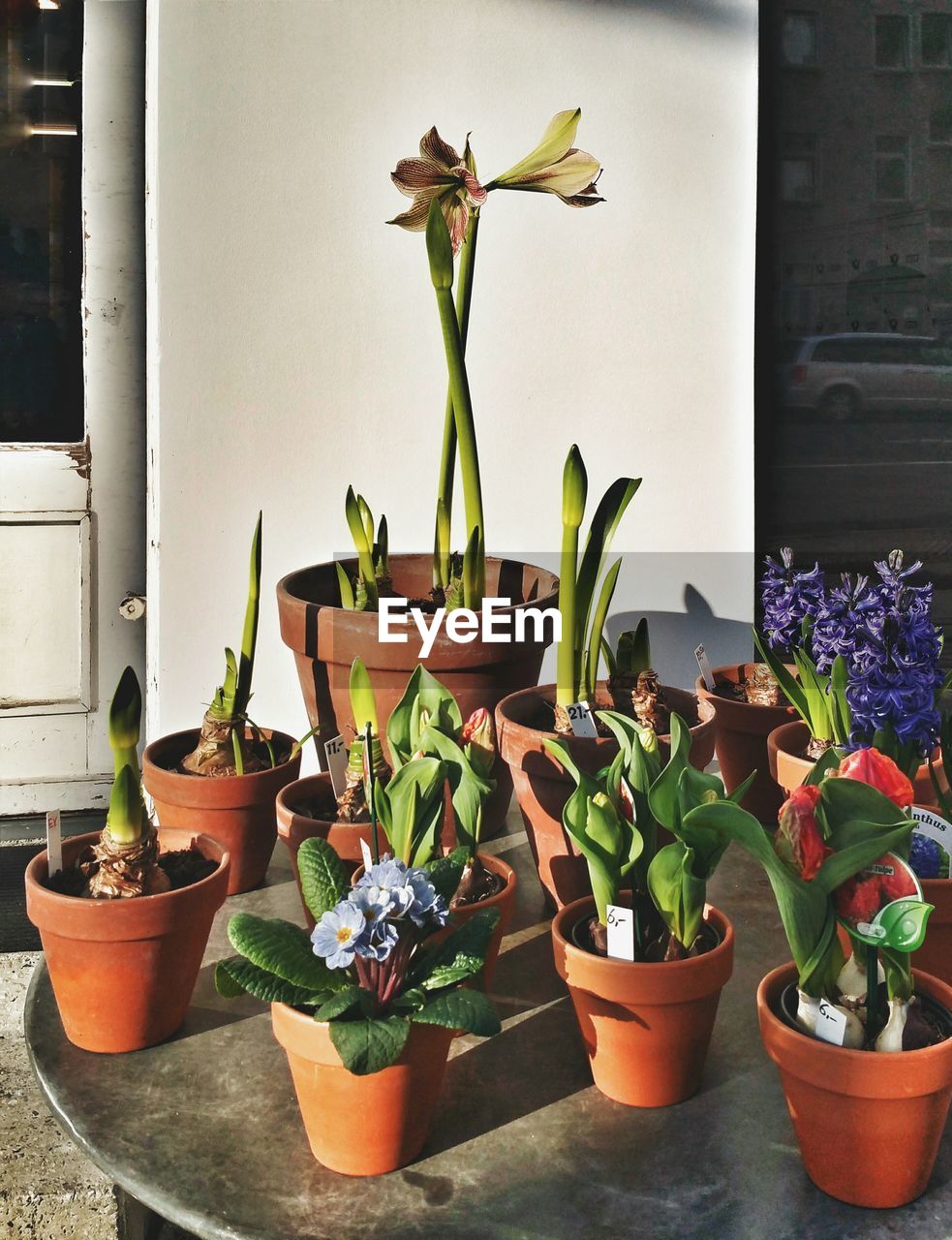 POTTED PLANT ON WINDOW SILL