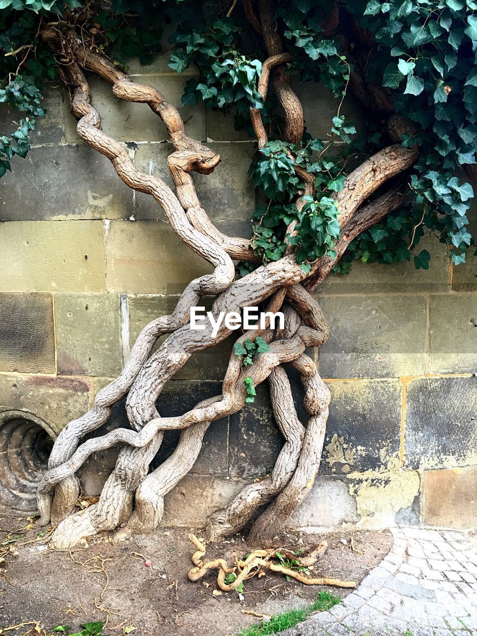 Close-up of tree trunk