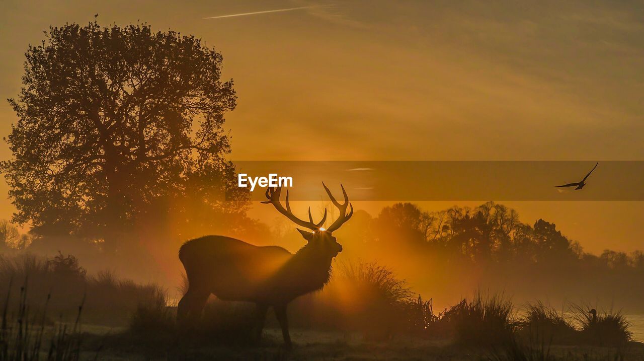 Silhouette deer standing on field against sky during sunset