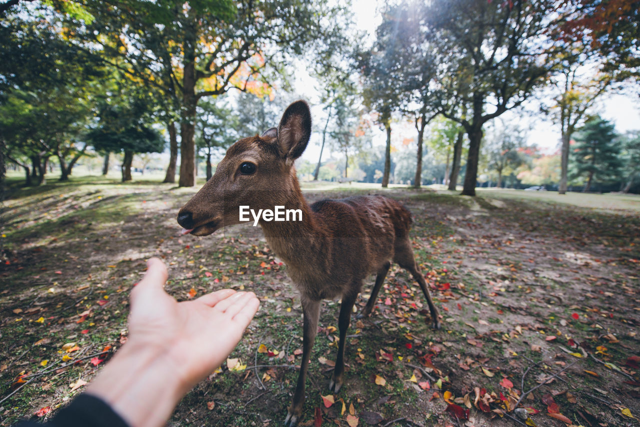 CLOSE-UP OF A HAND FEEDING