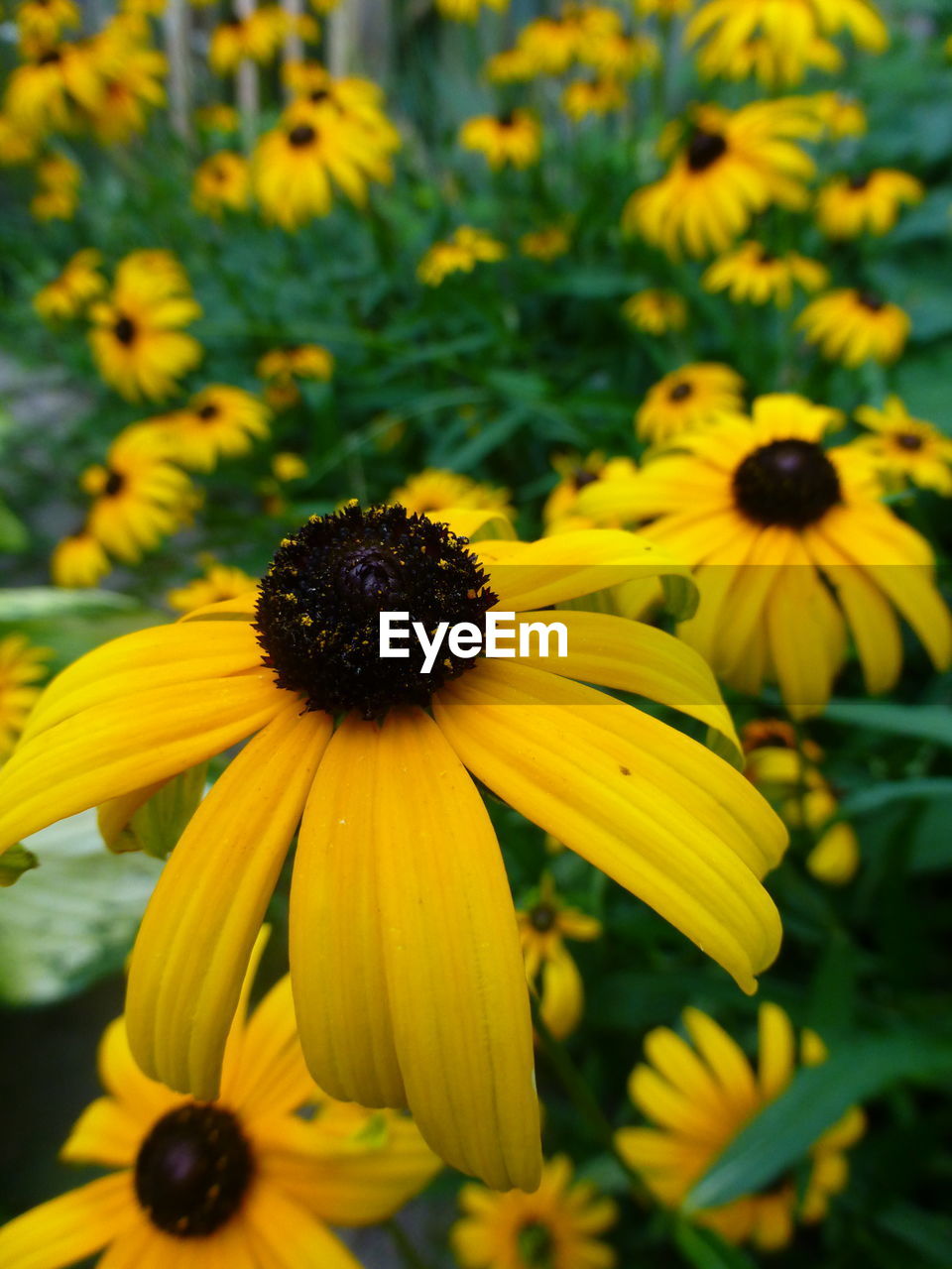 CLOSE-UP OF YELLOW FLOWER