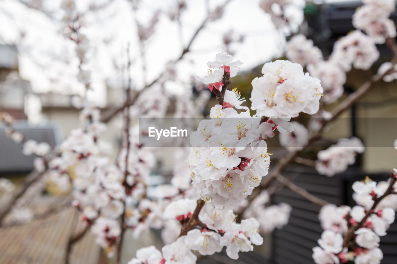 Close-up of cherry blossom in spring