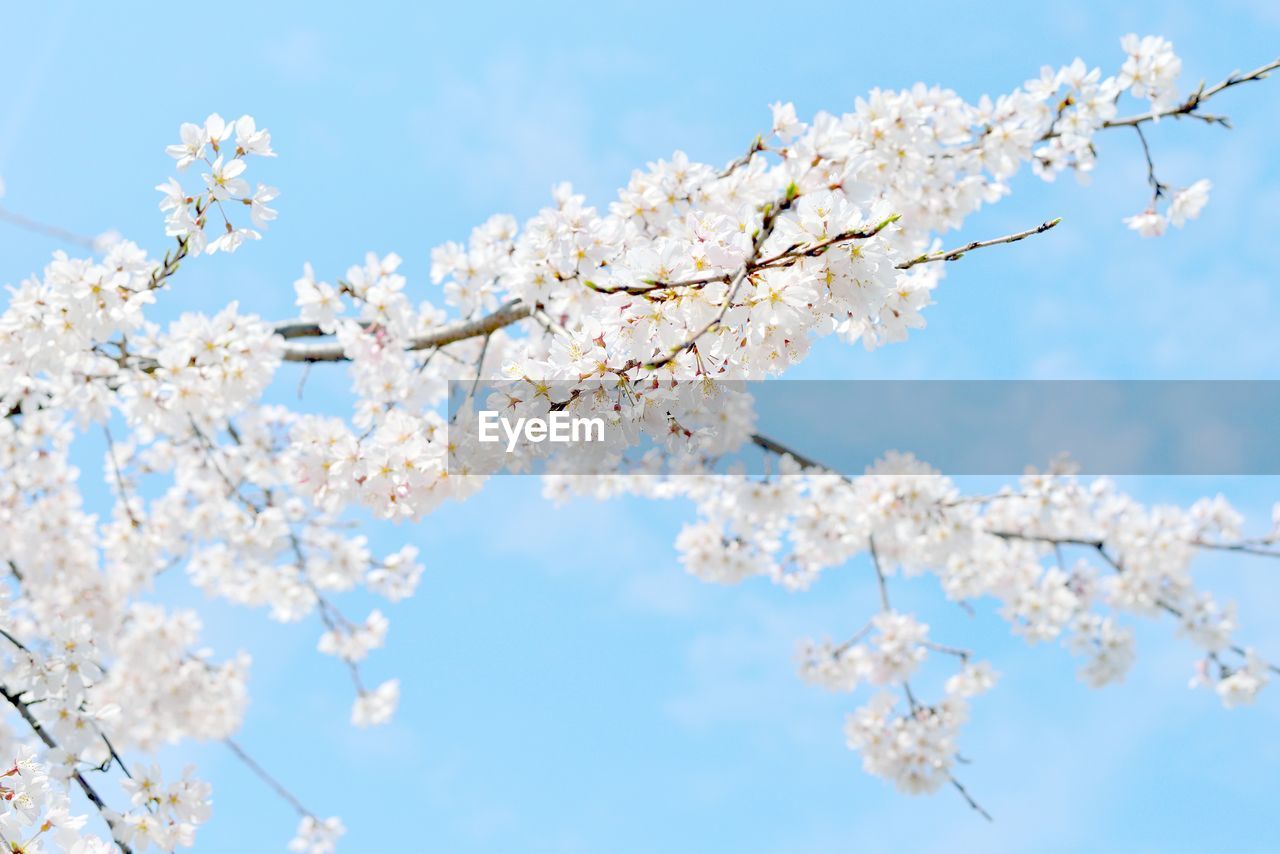 LOW ANGLE VIEW OF WHITE APPLE BLOSSOMS IN SPRING