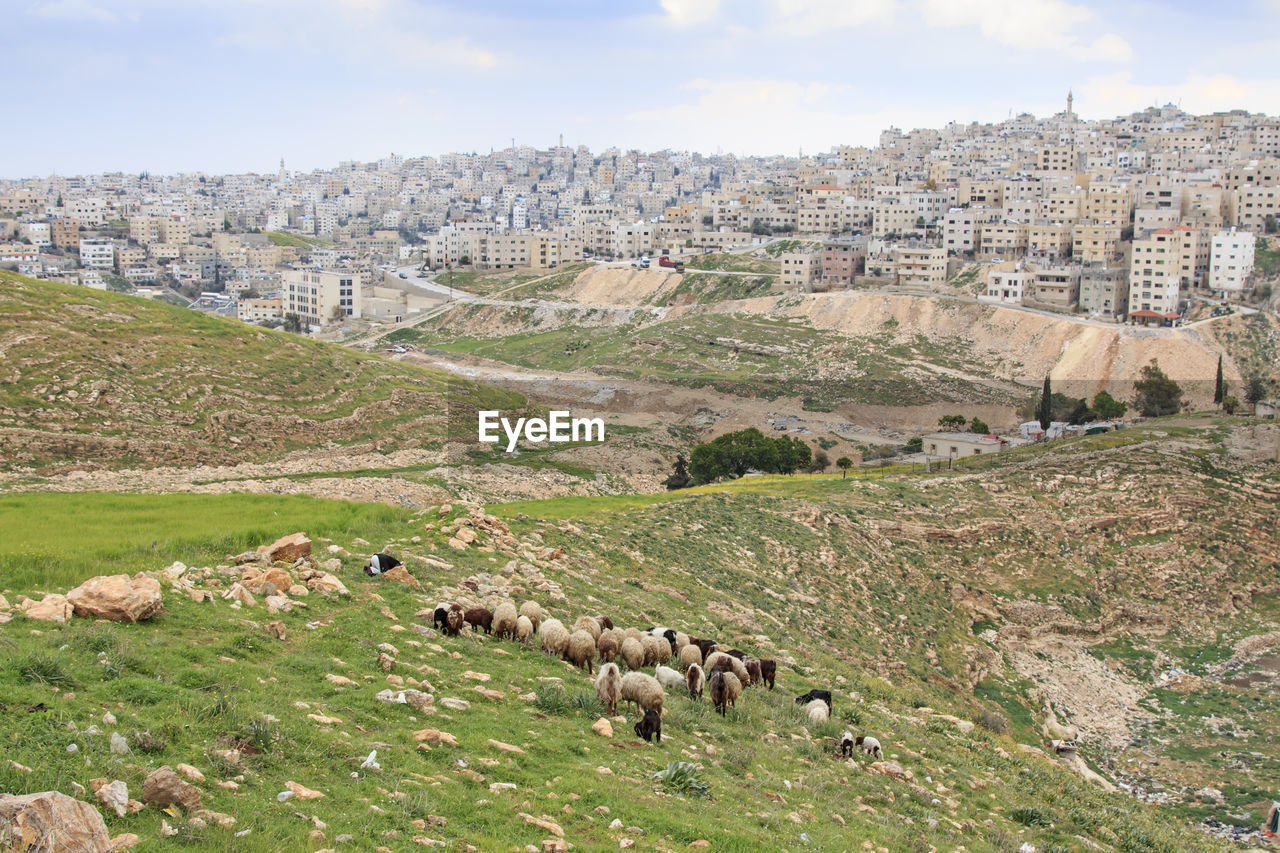 Sheep grazing on land against townscape