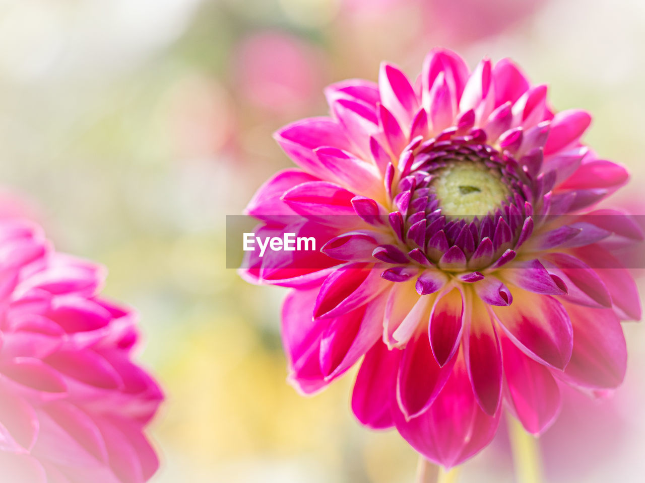 Close-up of pink flower