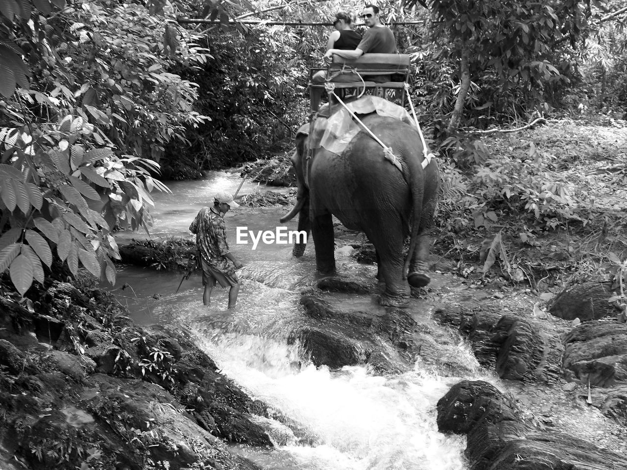 Rear view of people riding on elephant in forest