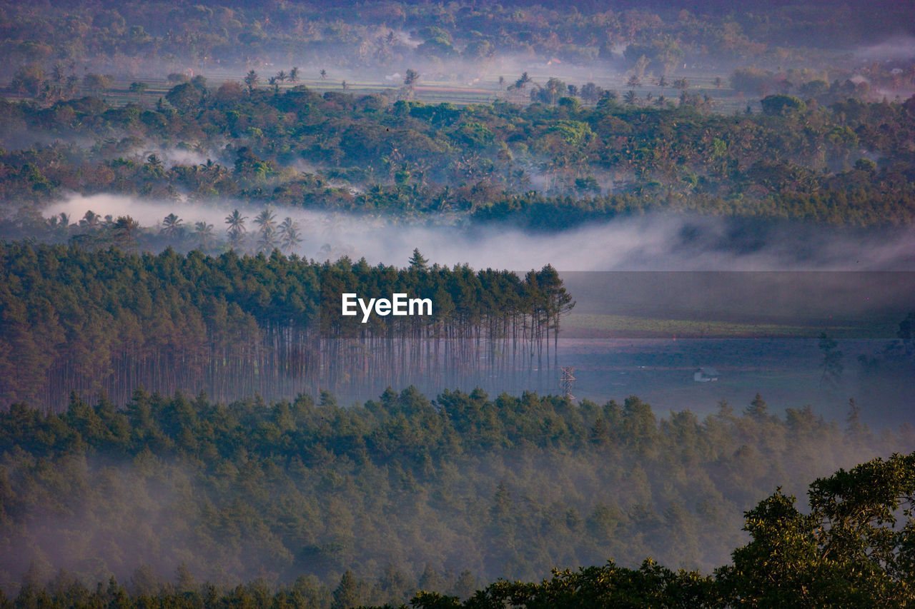 Scenic view of forest against sky