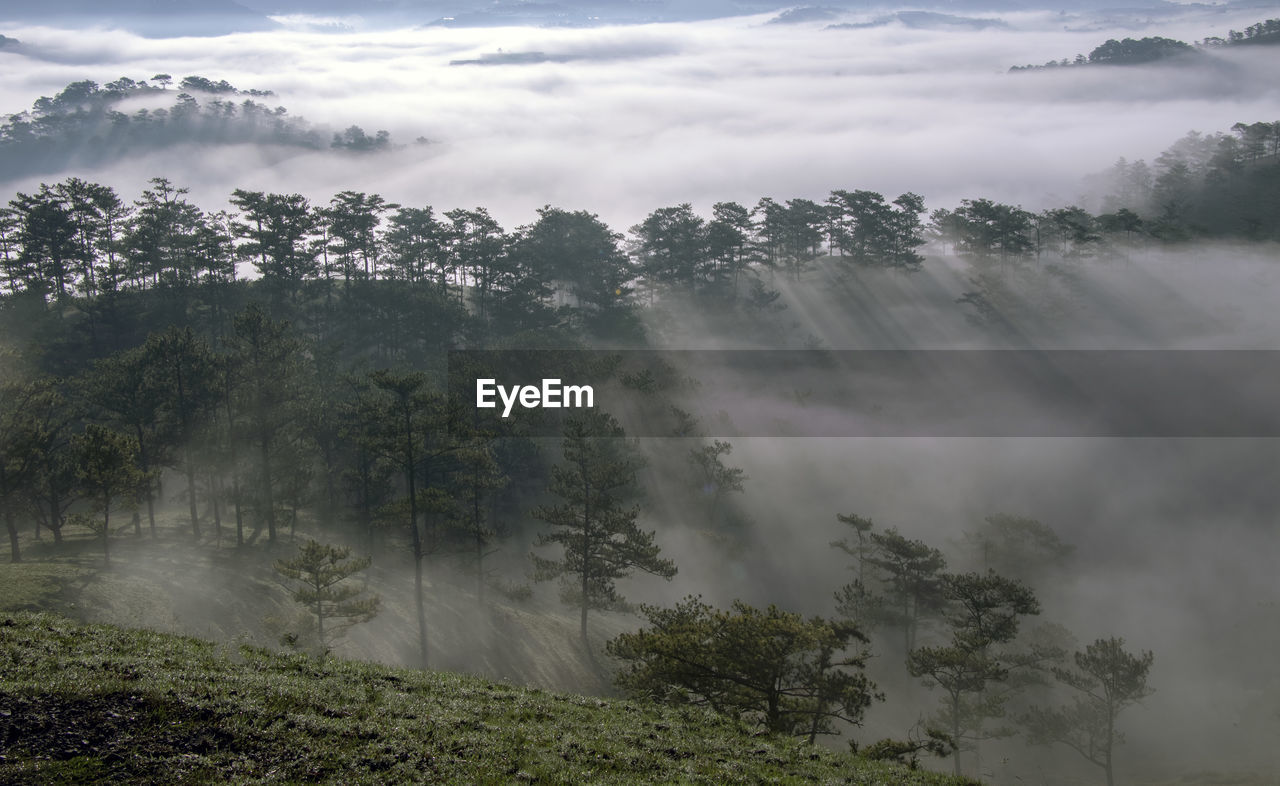 Trees in forest against sky