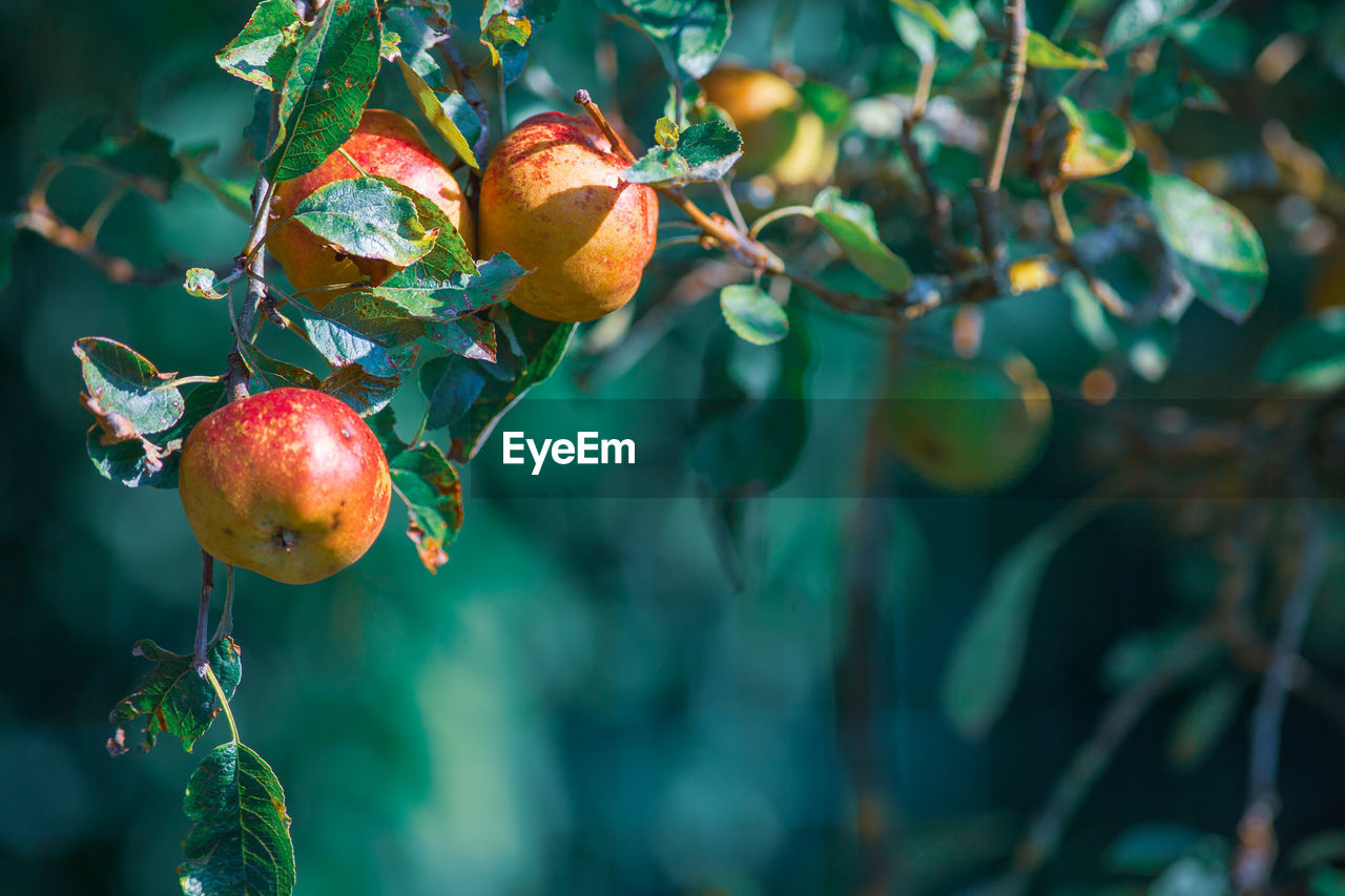 Selective focus on ripe apples in apple tree hanging on a tree branch with a blurry background