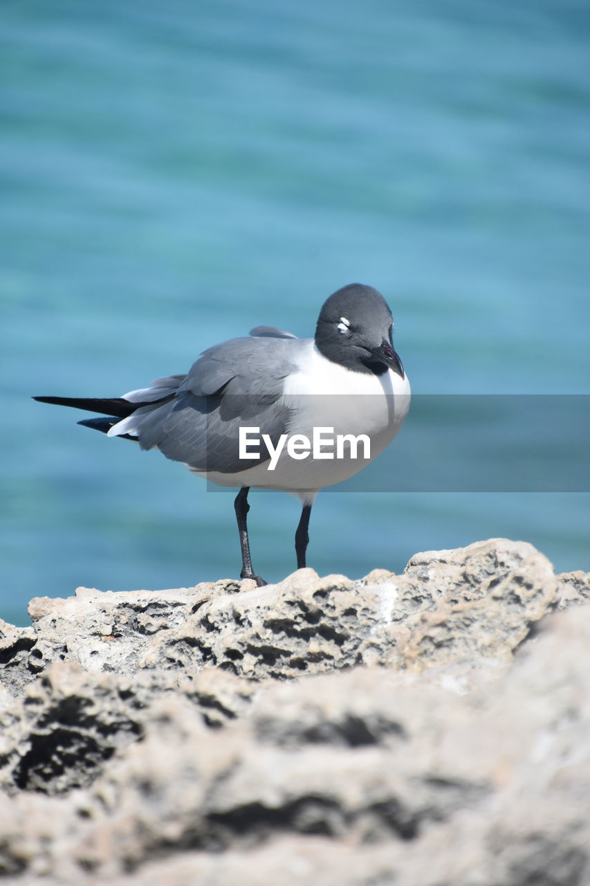 Black gray and white laughing gull bird on the coast in aruba.