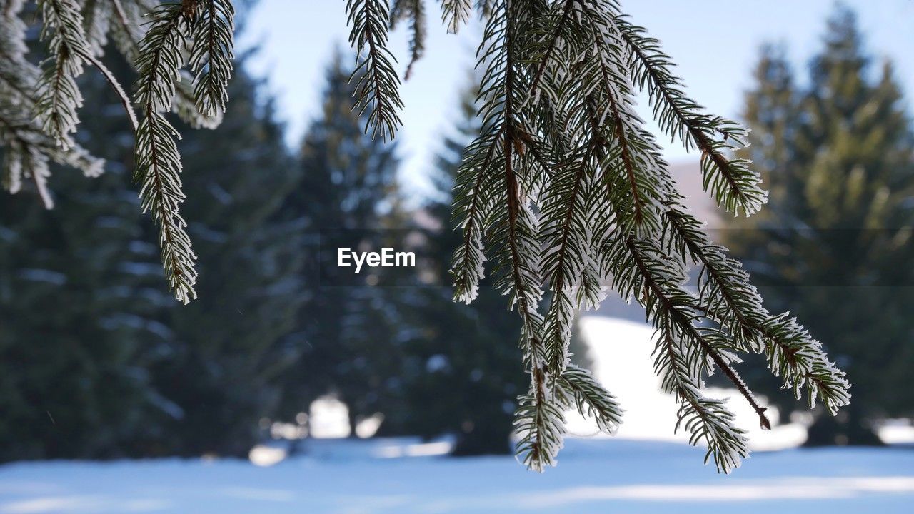 winter, tree, plant, snow, cold temperature, branch, nature, coniferous tree, frost, pine tree, freezing, pinaceae, frozen, beauty in nature, spruce, no people, tranquility, fir, ice, day, focus on foreground, environment, sky, land, outdoors, scenics - nature, fir tree, forest, growth, pine woodland, tranquil scene, close-up, non-urban scene, twig, landscape, sunlight, spruce tree, christmas tree