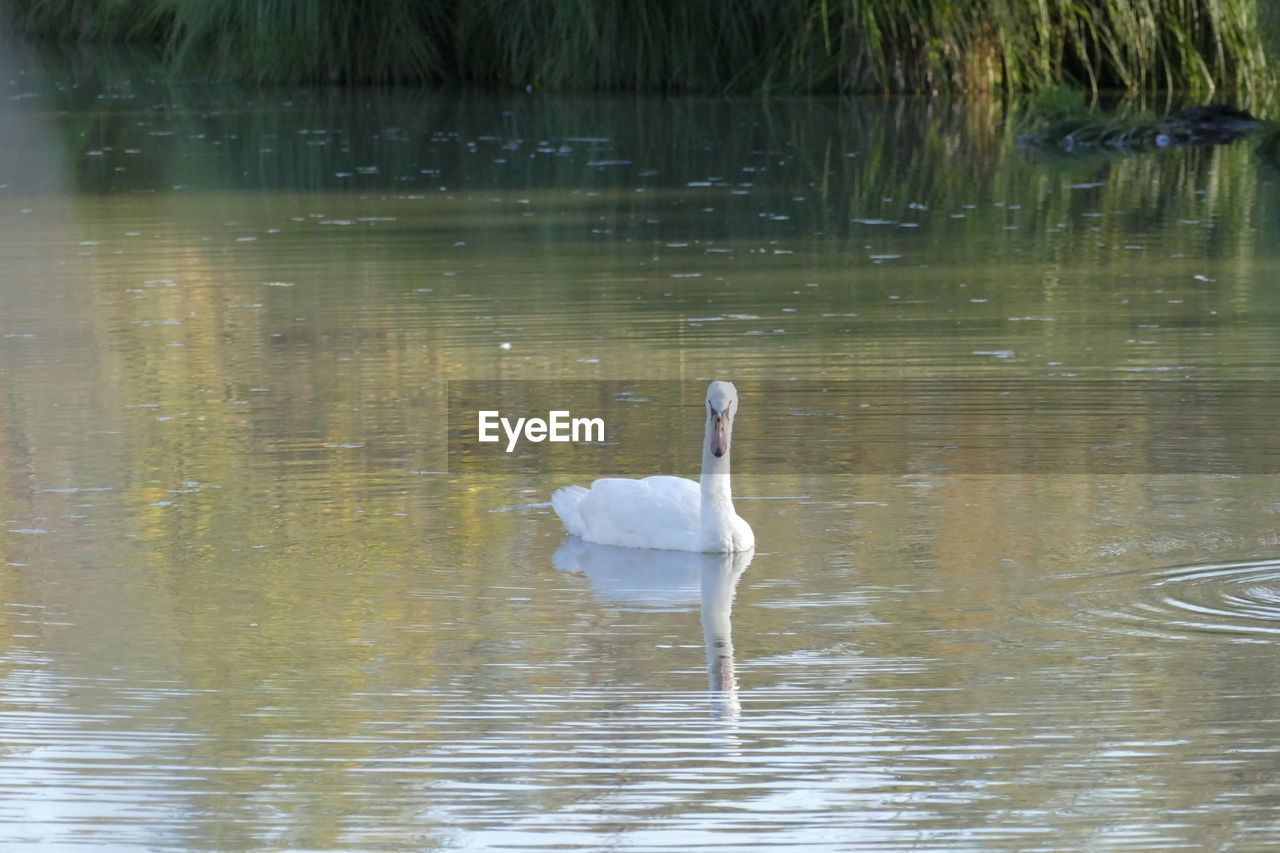 SWAN FLOATING ON WATER