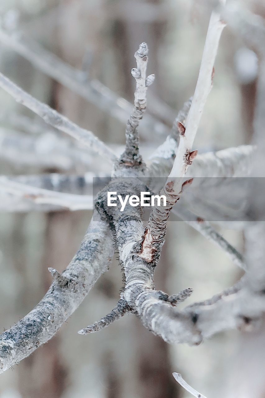 CLOSE-UP OF FROZEN PLANT AGAINST TREES