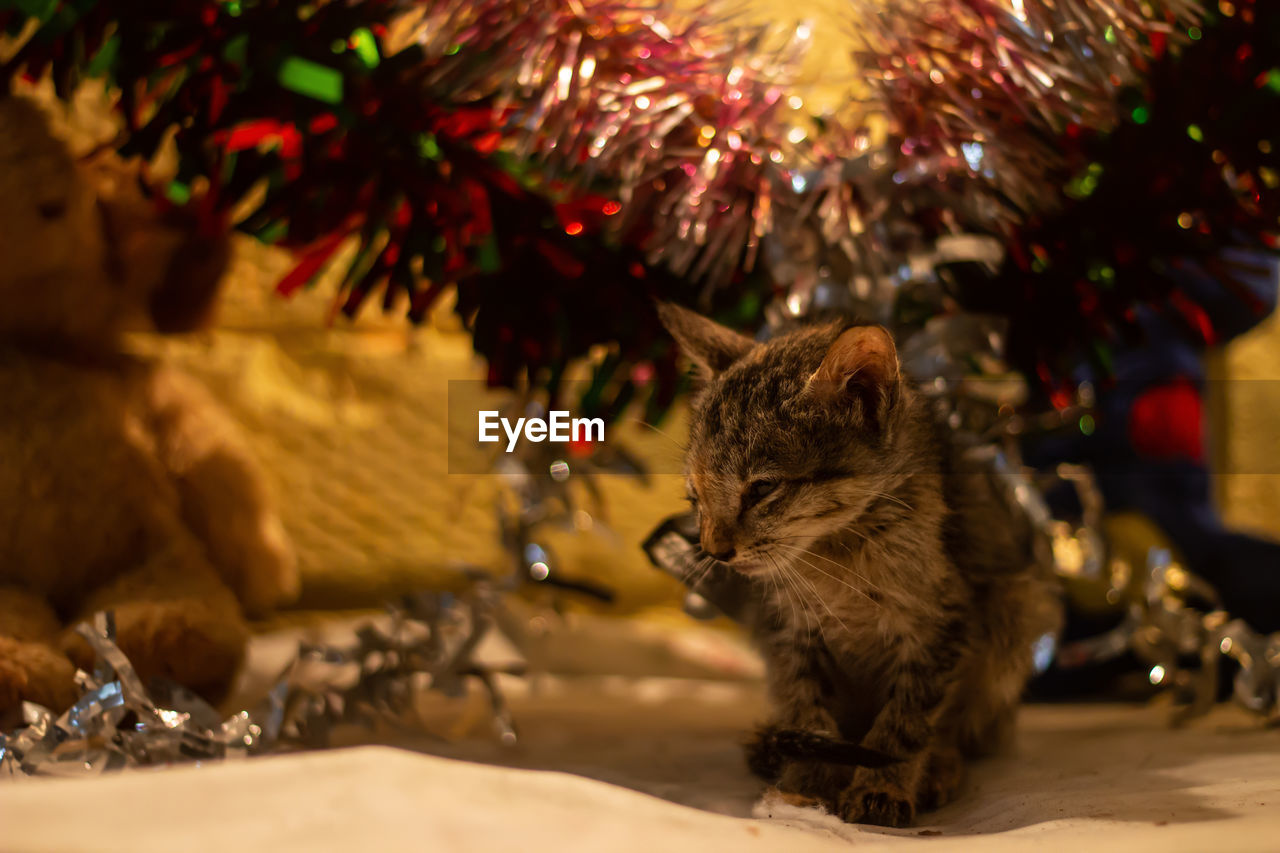 Close-up of a cat looking away inder christmas decorations 