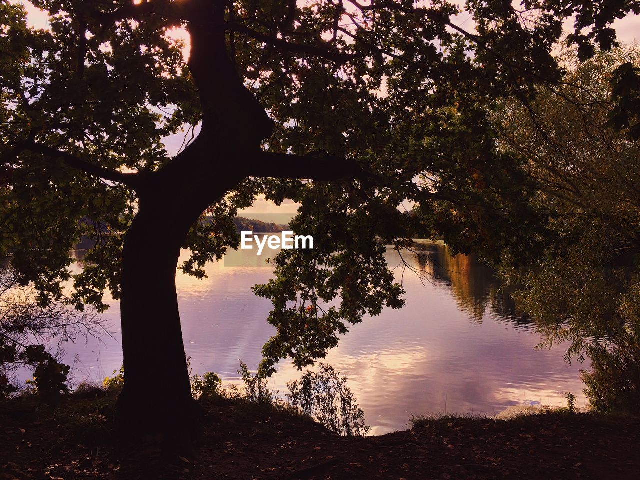 Tree at lakeshore