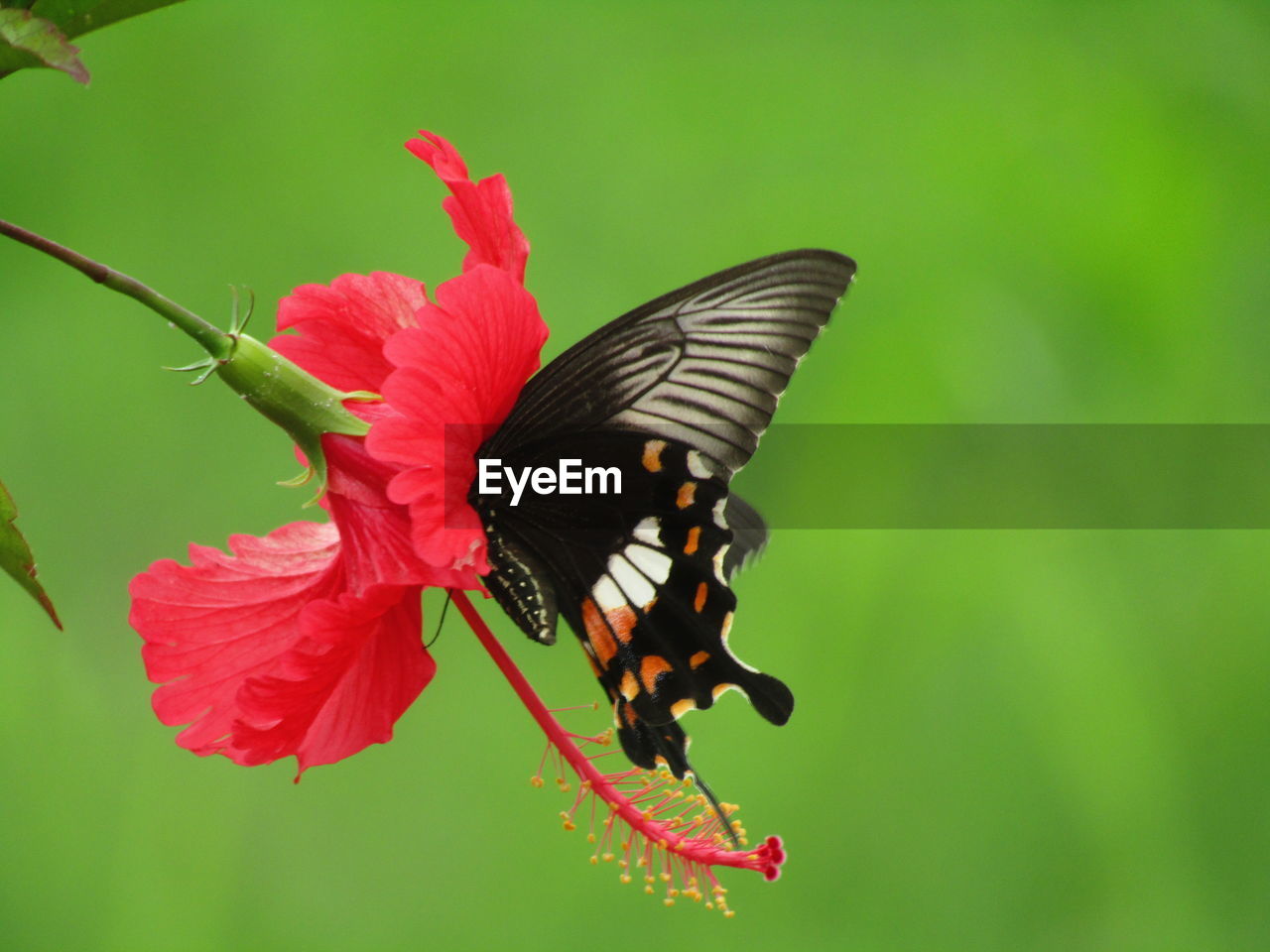 BUTTERFLY POLLINATING ON FLOWER