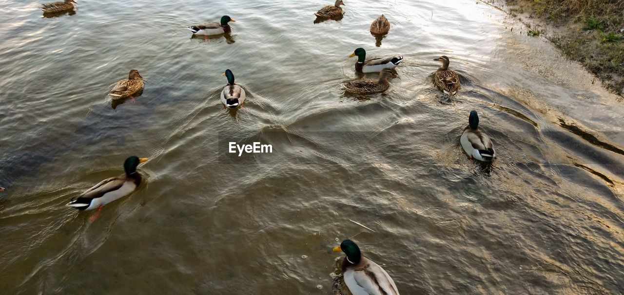 HIGH ANGLE VIEW OF MALLARD DUCKS SWIMMING IN LAKE