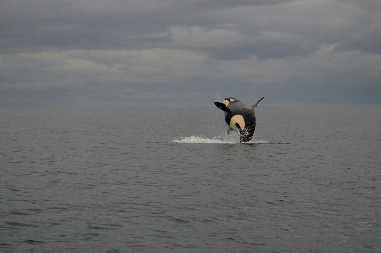 Killer whale jumping in sea against sky