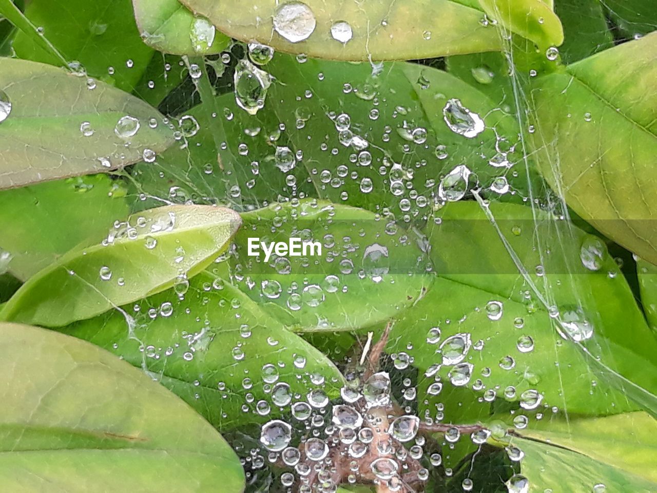 WATER DROPS ON LEAVES