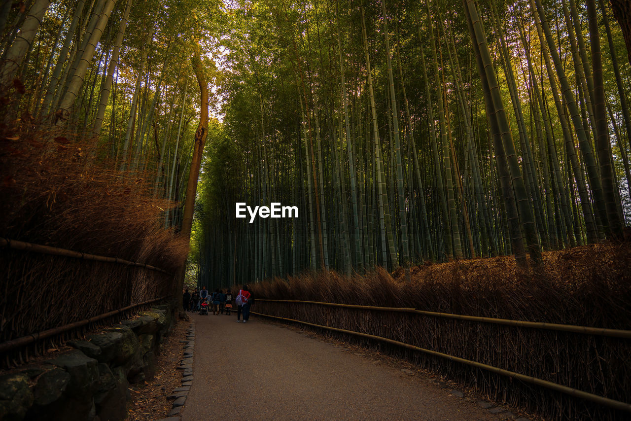 People on footpath amidst bamboo grove