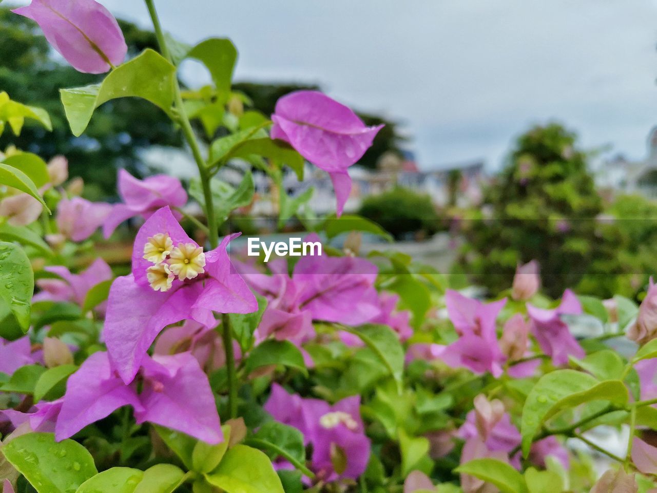 Close-up of pink flowering plants