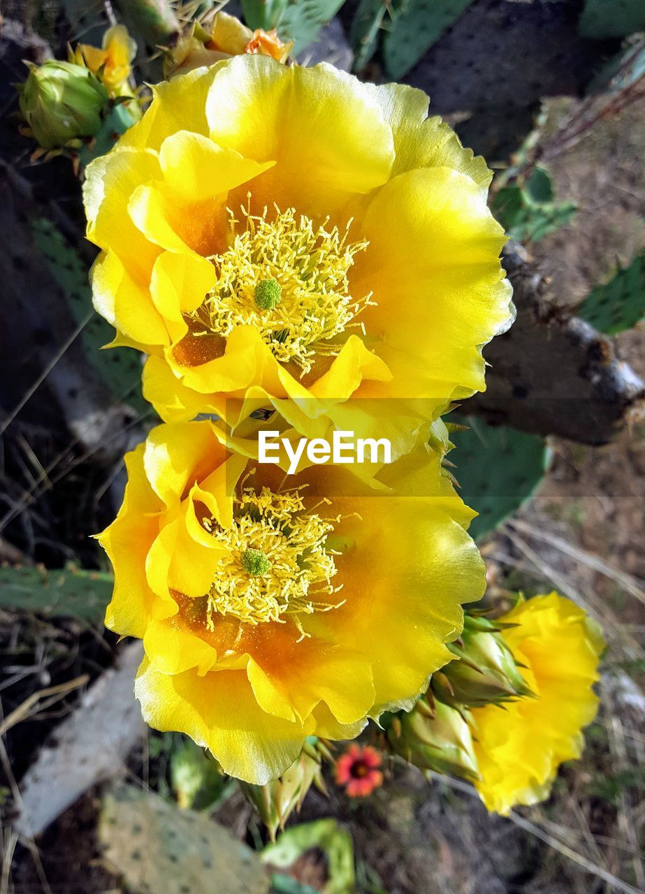 HIGH ANGLE VIEW OF YELLOW FLOWER ON PLANT