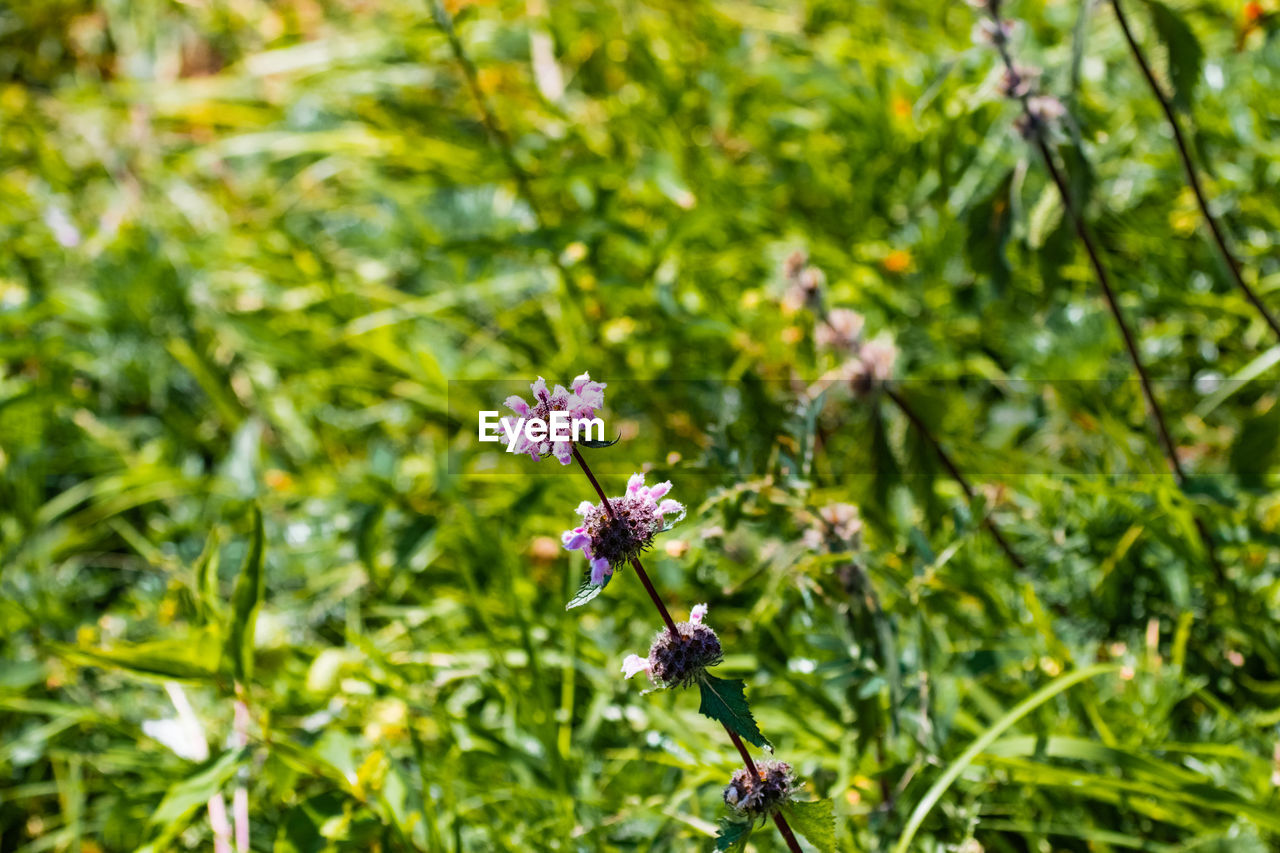 Close-up of purple flowers