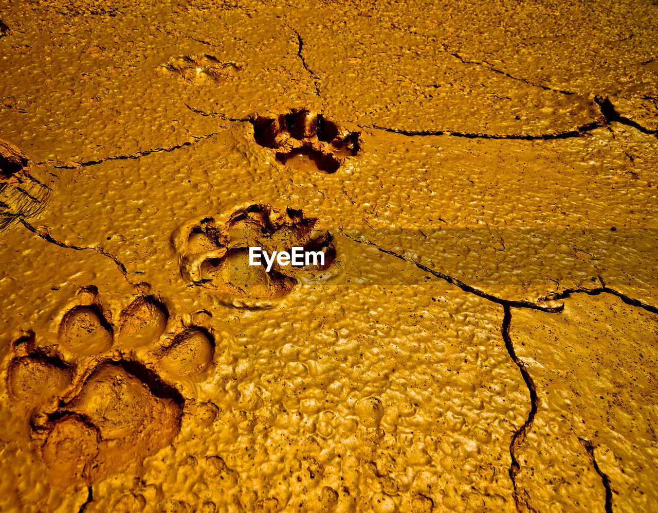 Close-up of paw prints on wet sand