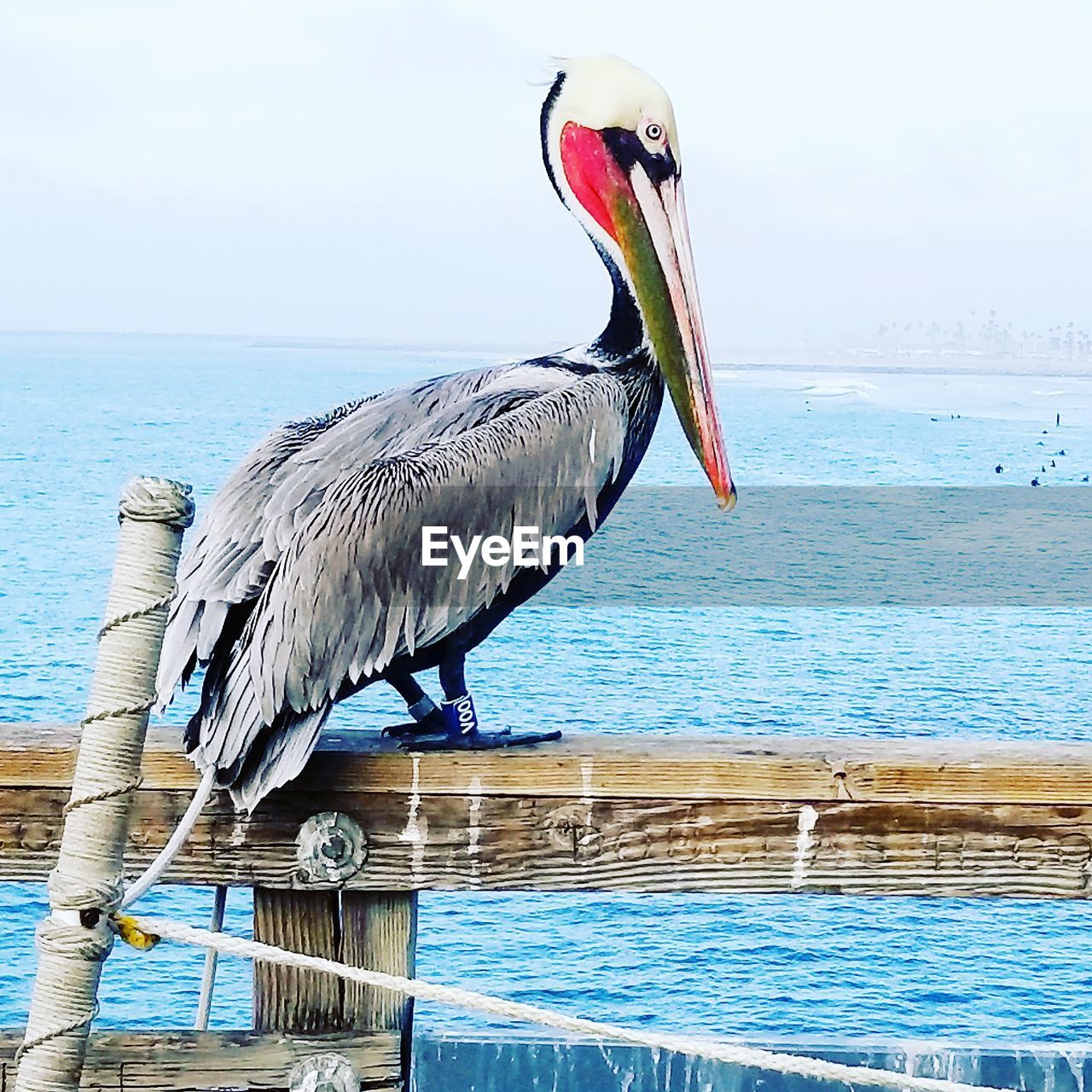 BIRD PERCHING ON SEA AGAINST SKY