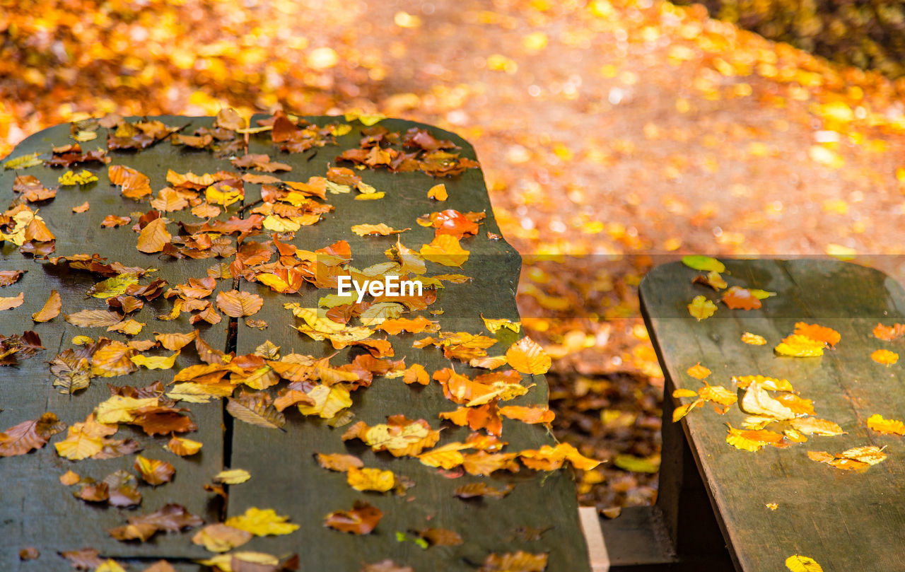 Autumnal leaves on cropped bench