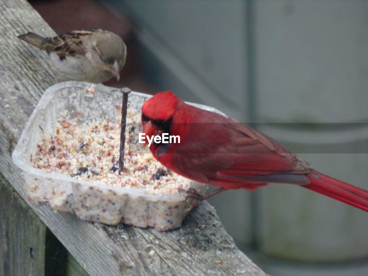 CLOSE-UP OF BIRD PERCHING ON WOODEN SURFACE