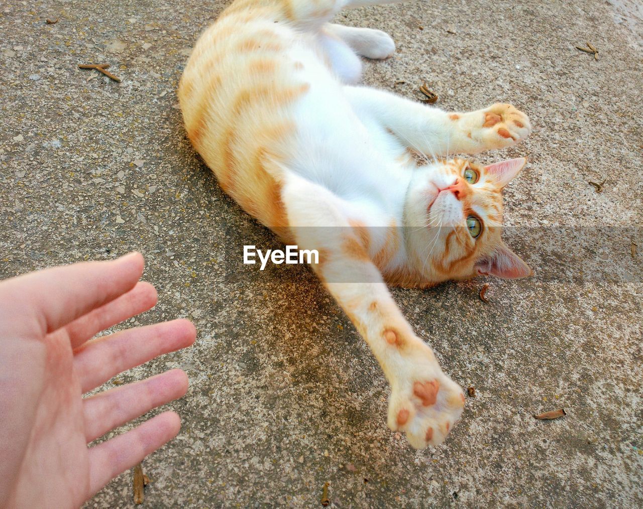 Close-up of a cat lying on ground