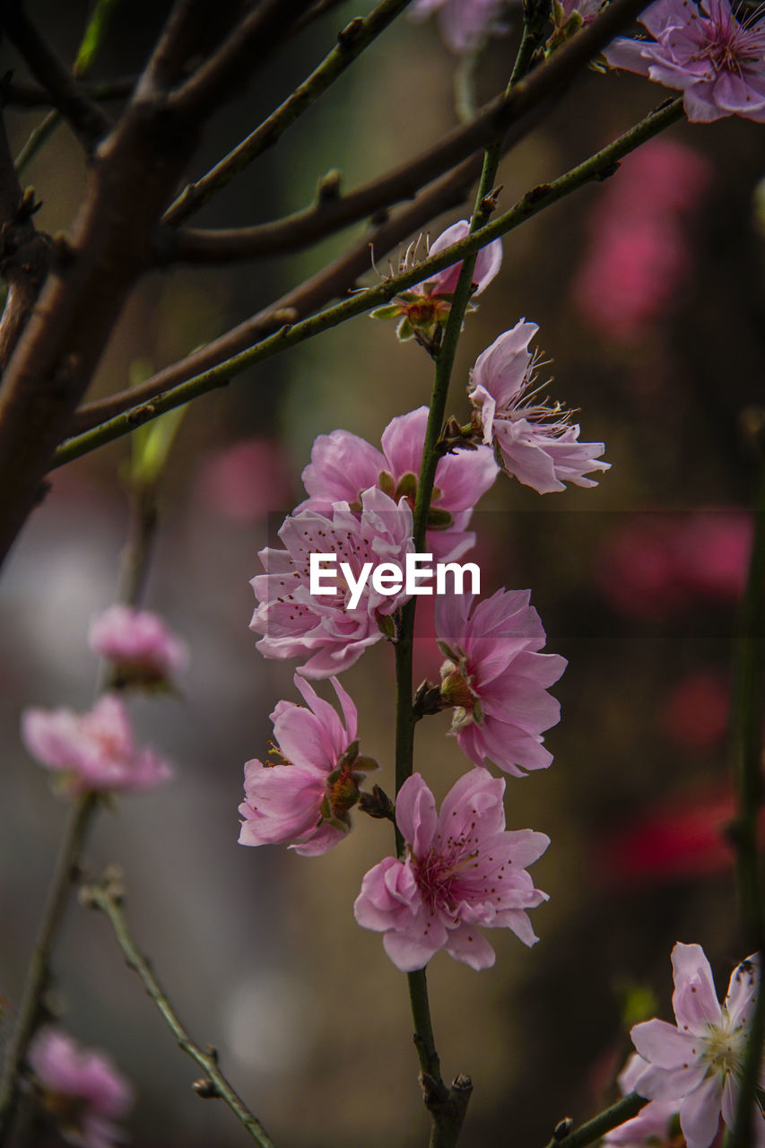 CLOSE-UP OF PINK CHERRY BLOSSOMS ON TREE