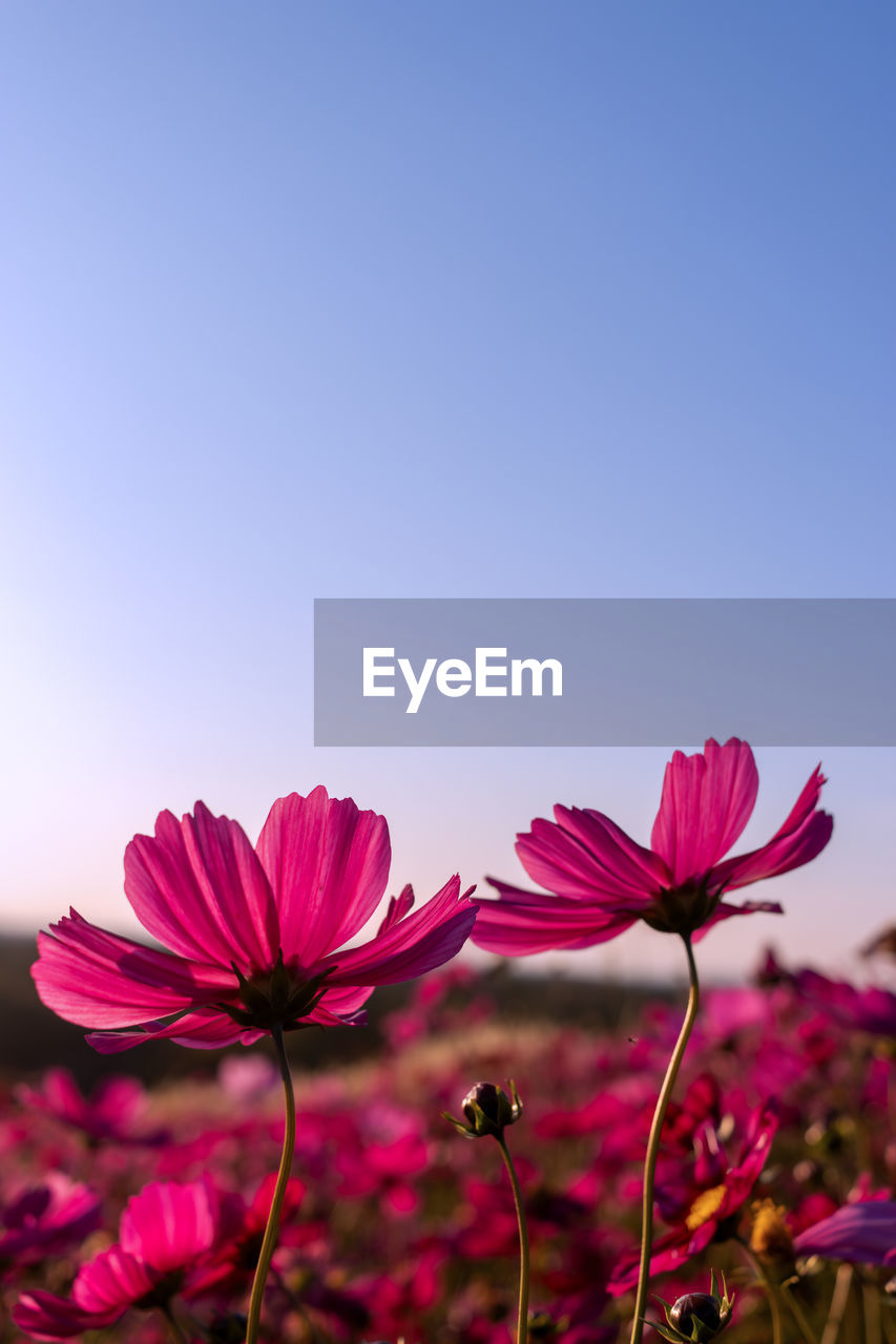 flower, plant, flowering plant, freshness, beauty in nature, pink, nature, sky, garden cosmos, petal, blue, copy space, flower head, no people, close-up, inflorescence, fragility, growth, clear sky, landscape, environment, summer, cosmos, outdoors, blossom, magenta, field, tranquility, vibrant color, red, springtime, macro photography, focus on foreground, sunlight, land, scenics - nature, tranquil scene, multi colored, purple, idyllic, botany, wildflower