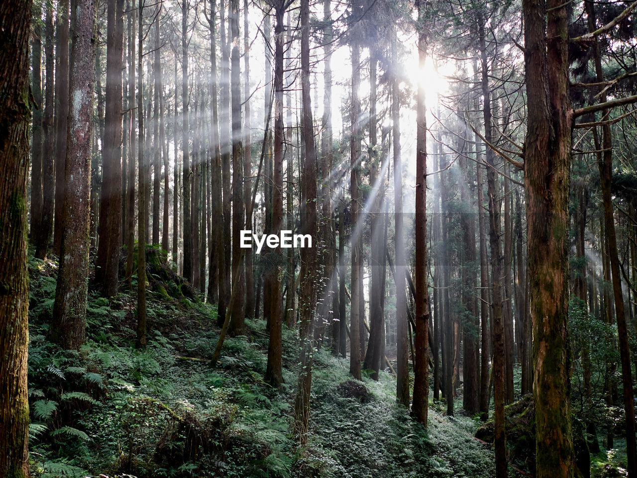 Sunlight streaming through trees in forest