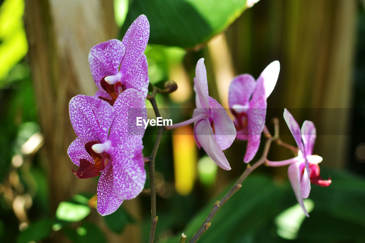 CLOSE-UP OF PURPLE FLOWERS BLOOMING