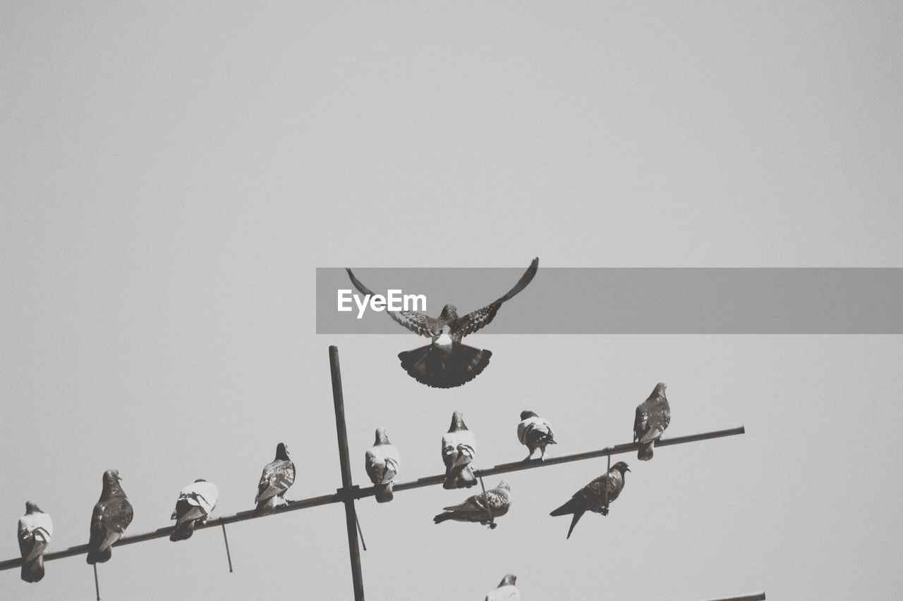 Low angle view of birds flying