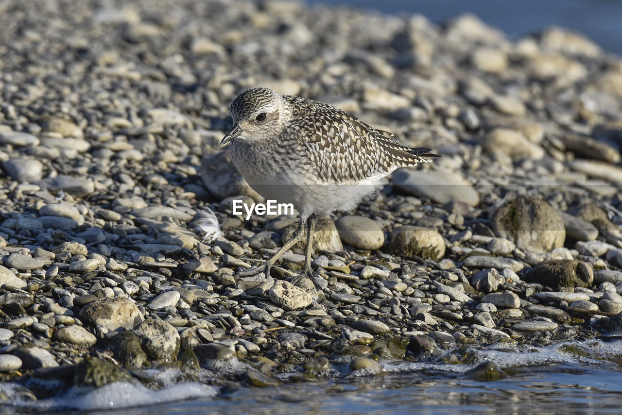 Close-up of bird perching on shore