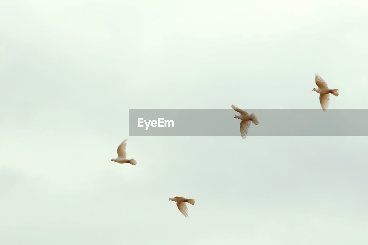 Low angle view of birds flying against clear sky