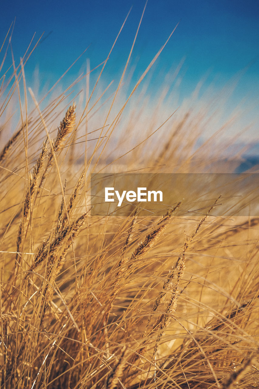 Close-up of wheat field against sky