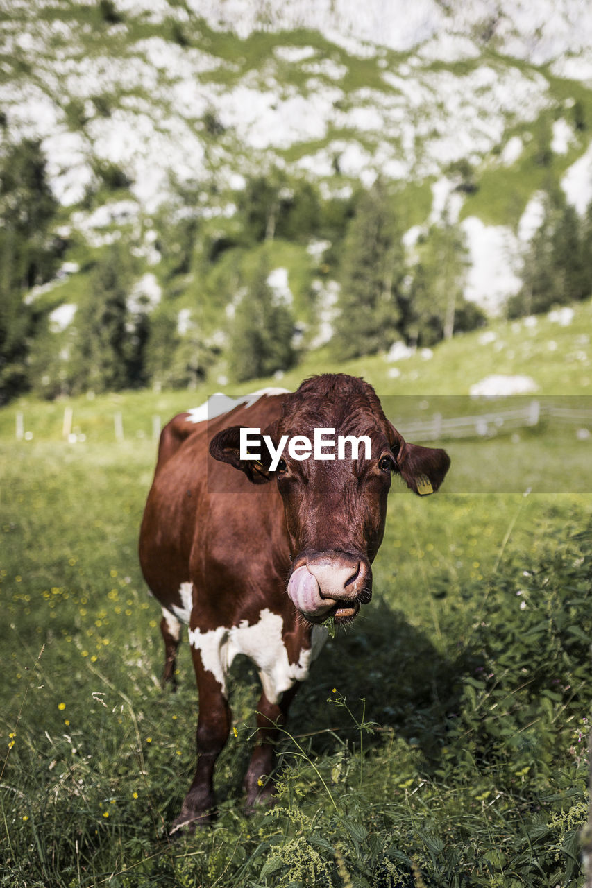 Portrait of cow standing on field against mountain